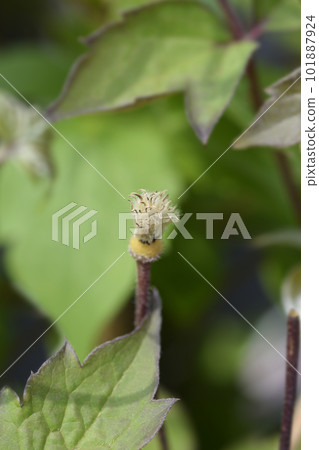 Clematis Fragrant Spring 101887924