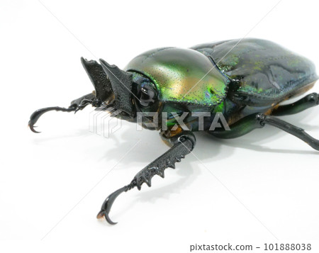 雌性彩虹鍬形蟲 101888038