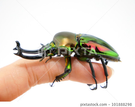 Rainbow stag beetle on finger Rainbow stag beetle on finger 101888298