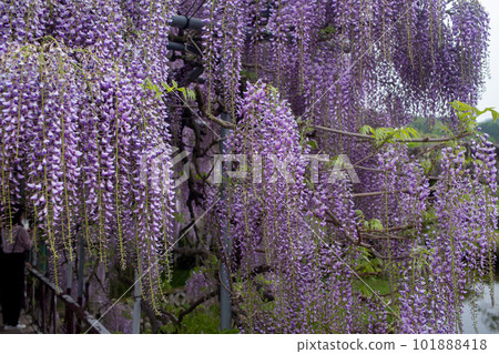 Wisteria flowers at Sasamuta Shrine 101888418