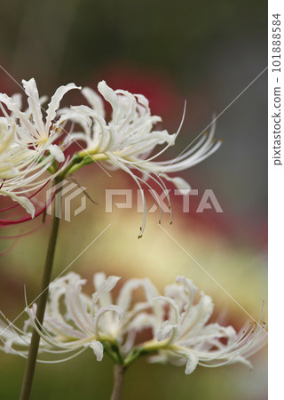 The white flowers of Shirobanamanjushage are blooming. The scientific name is Lycoris albiflora. white cluster amaryllis The white flowers of Shirobanamanjushage are blooming. The scientific name is Lycoris albiflora. white cluster amaryllis 101888584