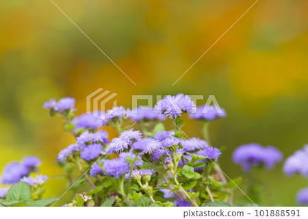 Ageratum 的紫色花朵盛開。學名是Ageratum。 Ageratum 的紫色花朵盛開。學名是Ageratum。 101888591