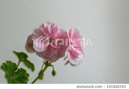 Pelargonium geranium flower isolated on gray background Pelargonium geranium flower isolated on gray background 101888593