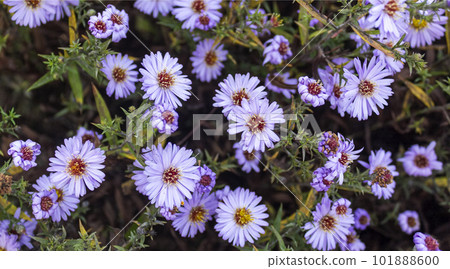 Violet aster Oktyabrina in autumn outdoors in good weather. Violet aster Oktyabrina in autumn outdoors in good weather. 101888600