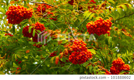 Rowan berries, rowan berries, early autumn, green and yellow foliage 101888602