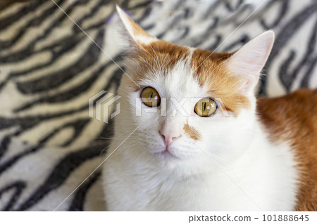 Cute ginger kitten sitting on a fur striped blanket 101888645
