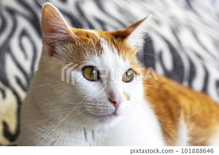 Cute ginger kitten sitting on a fur striped blanket Cute ginger kitten sitting on a fur striped blanket 101888646
