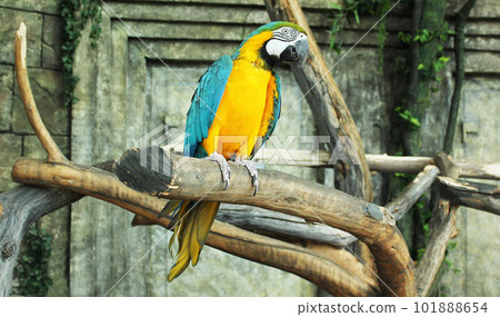 A colorful macaw parrot sitting on a tree. A colorful macaw parrot sitting on a tree. 101888654