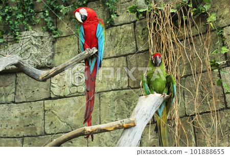 Colorful macaw parrots are sitting on a tree. Colorful macaw parrots are sitting on a tree. 101888655