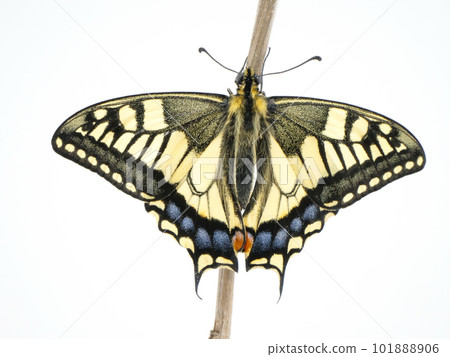 張開翅膀的燕尾蝶 101888906