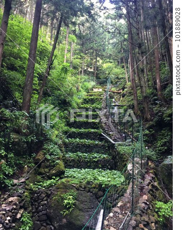 奧多摩的芥末田 101889028