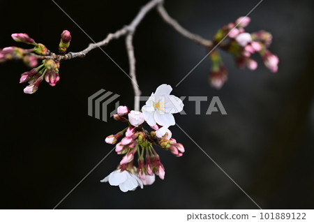 染井吉野櫻花之美 101889122