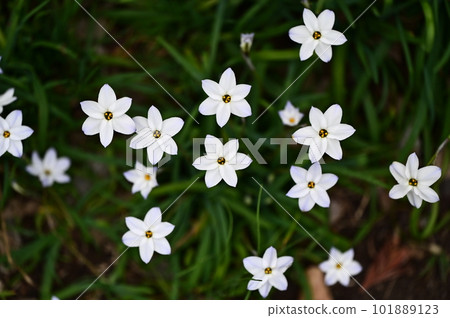 路邊盛開的整齊乾淨的韭菜 路邊盛開的整齊乾淨的韭菜 101889123