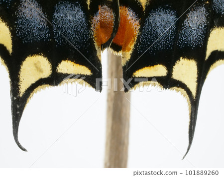 燕尾鳳蝶後翅的特寫 101889260