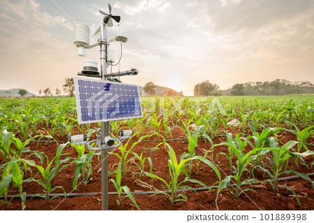Weather station in corn field, 5G technology with smart farming concept Weather station in corn field, 5G technology with smart farming concept 101889398