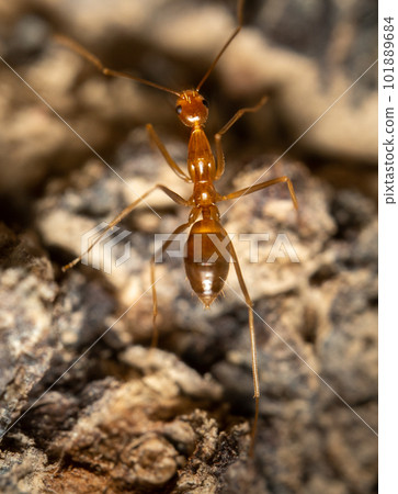Yellow Crazy Ant Yellow Crazy Ant 101889684