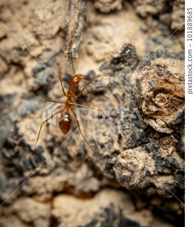 Yellow Crazy Ant 101889685