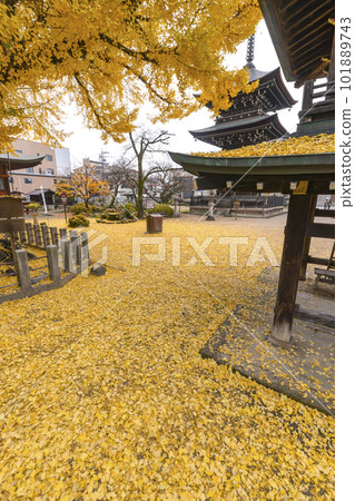 221122 Hida Kokubunji s110 221122 Hida Kokubunji s110 101889743