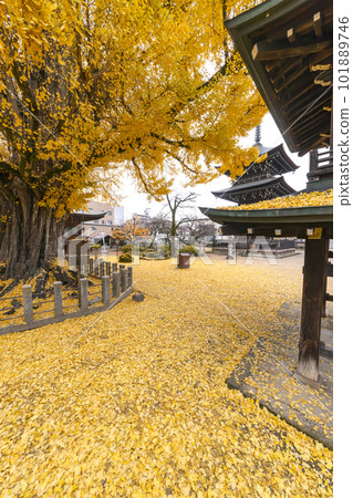 221122 Hida Kokubunji s093 221122 Hida Kokubunji s093 101889746