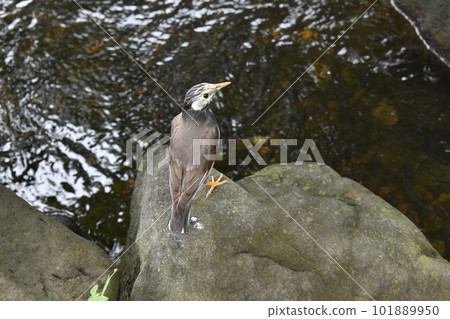 bird, river, edogawa ward, tokyo 101889950