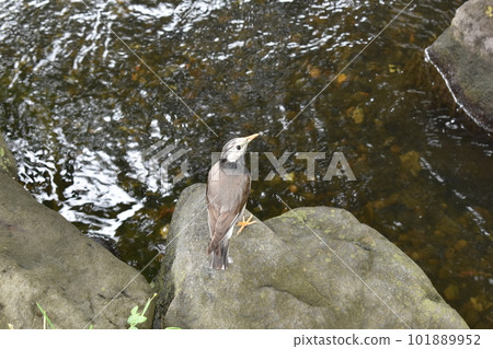bird, river, edogawa ward, tokyo 101889952