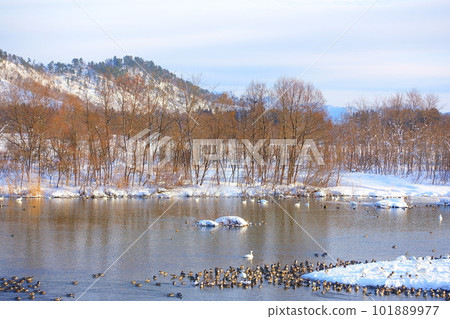 Swans, ducks, migratory birds, Kubota waterside school, Yonezawa Swans, ducks, migratory birds, Kubota waterside school, Yonezawa 101889977