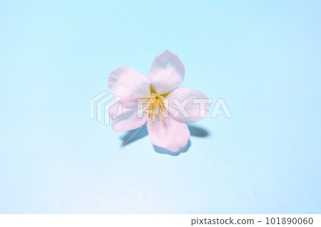盛開的櫻花,櫻花,櫻花,櫻花,花瓣,染井吉野 盛開的櫻花,櫻花,櫻花,櫻花,花瓣,染井吉野 101890060