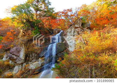 Omoshiroyama Momijigawa Valley Autumn Leaves Yellow Leaves Omoshiroyama Momijigawa Valley Autumn Leaves Yellow Leaves 101890065