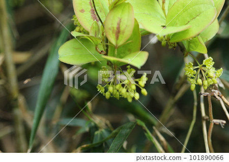 盛開在春天的 Smilax 瓷器花 盛開在春天的 Smilax 瓷器花 101890066