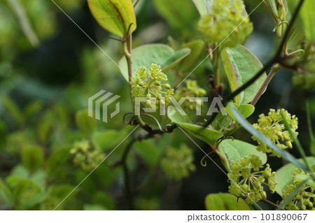 Smilax china china flowers blooming in spring Smilax china china flowers blooming in spring 101890067
