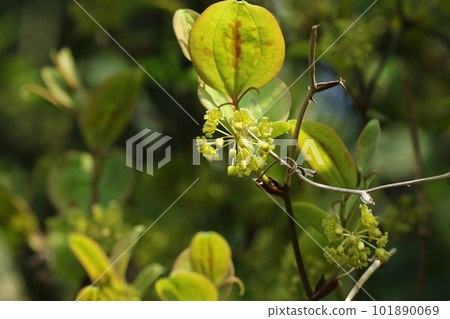 盛開在春天的 Smilax 瓷器花 101890069