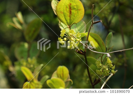 盛開在春天的 Smilax 瓷器花 101890070