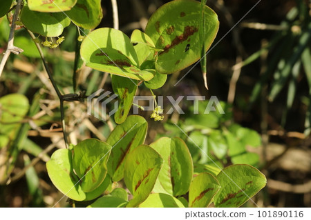 Smilax china china flowers blooming in spring Smilax china china flowers blooming in spring 101890116