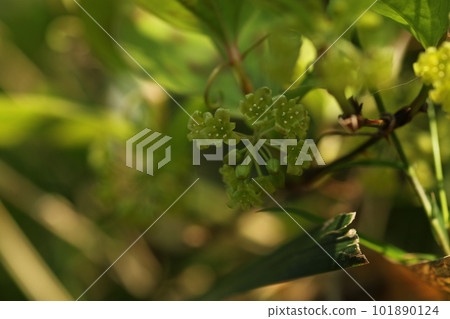 Smilax china china flowers blooming in spring 101890124
