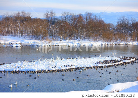Swans, ducks, migratory birds, Kubota waterside school, Yonezawa 101890128