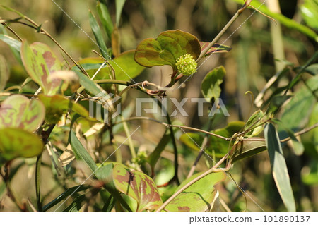 盛開在春天的 Smilax 瓷器花 101890137