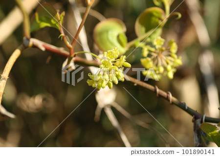 Smilax china china flowers blooming in spring Smilax china china flowers blooming in spring 101890141