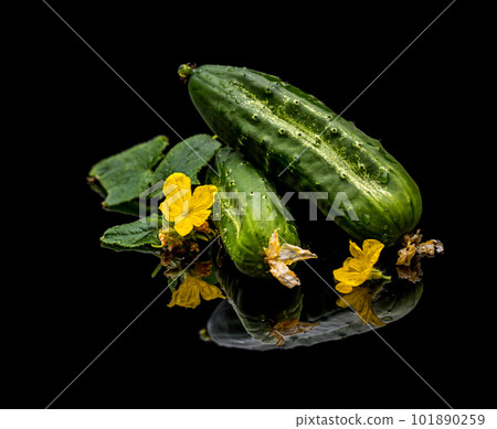 Freshly picked cucumbers 101890259