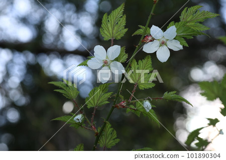 春天路邊開花的楓草莓白花 101890304