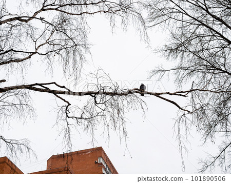 bare tree branches with dove on city street 101890506