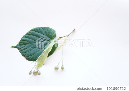椴樹葉和果實 101890712