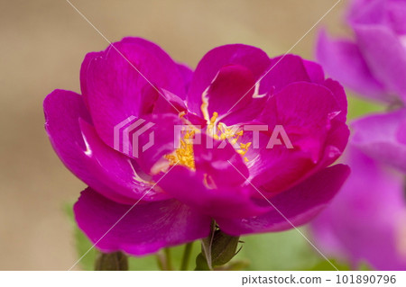 rose	 101890796