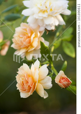 rose	 101890811