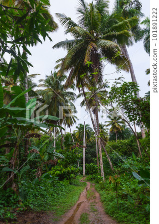 An empty trail goes through rain forest. Samana, Dominican Republic 101891222