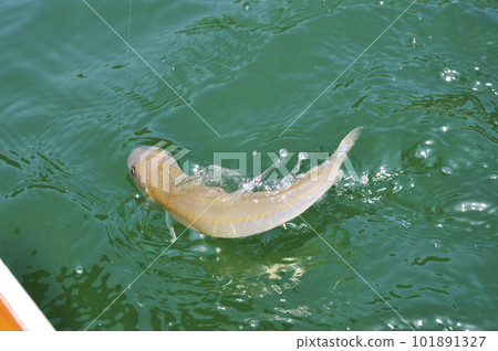 一條漂浮在水面上並試圖逃跑的白鱈魚的後視圖 101891327