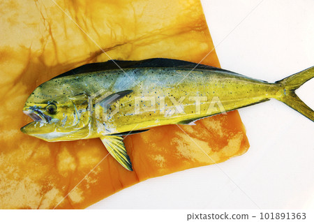 Place the dolphin fish caught on the boat on the sponge 101891363