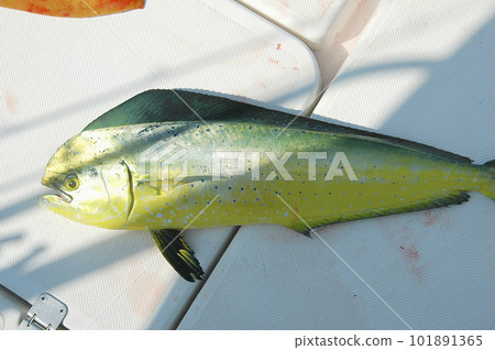 Freshly caught dolphin fish Freshly caught dolphin fish 101891365