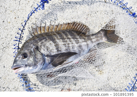 Freshly caught black sea bream Freshly caught black sea bream 101891395