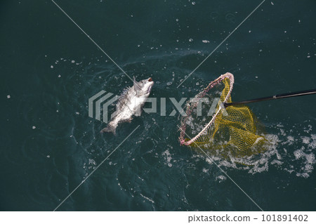 Just before putting the caught black sea bream into the ball net Just before putting the caught black sea bream into the ball net 101891402