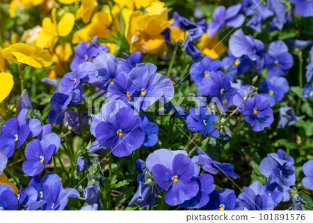 茨城縣日立市神峰公園內的動物 101891576